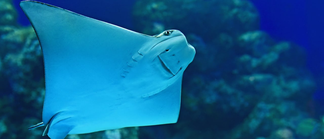 Rausku, Caymansaaret